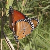 Danaus • <a style="font-size:0.8em;" href="http://www.flickr.com/photos/92401204@N04/8655070239/" target="_blank">View on Flickr</a>