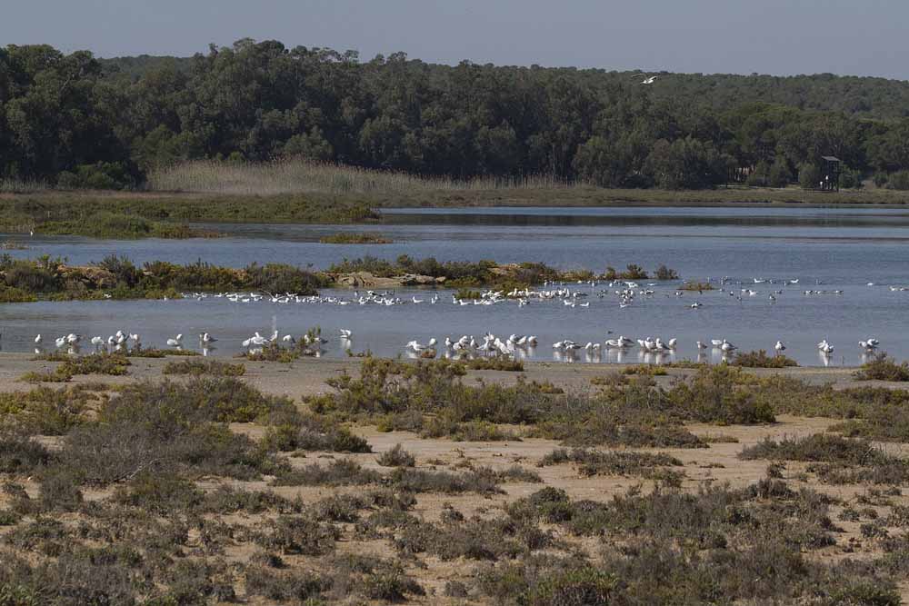Playa del acequión (S. Arroyo)
