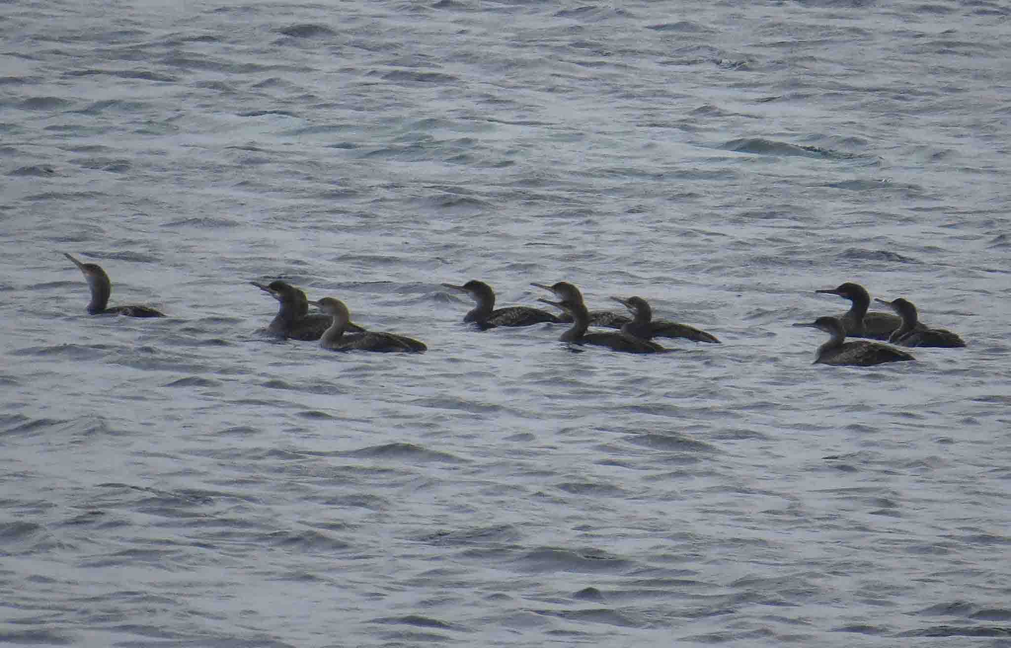 Cormoranes moñudos en la playa del Pinet (J. Ramos)