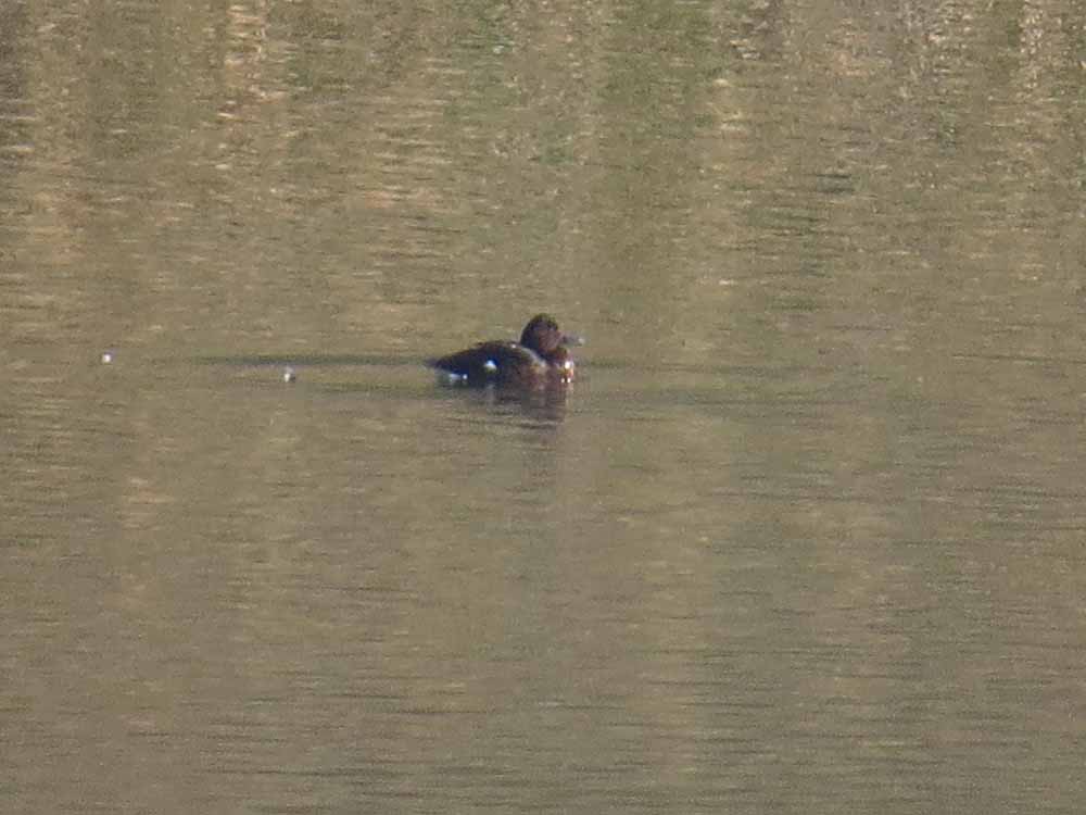 Porrón pardo en el pantano de Elche (O. Aldeguer)