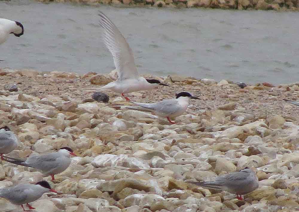 Charranes rosados en El Pinet (S. Arroyo)