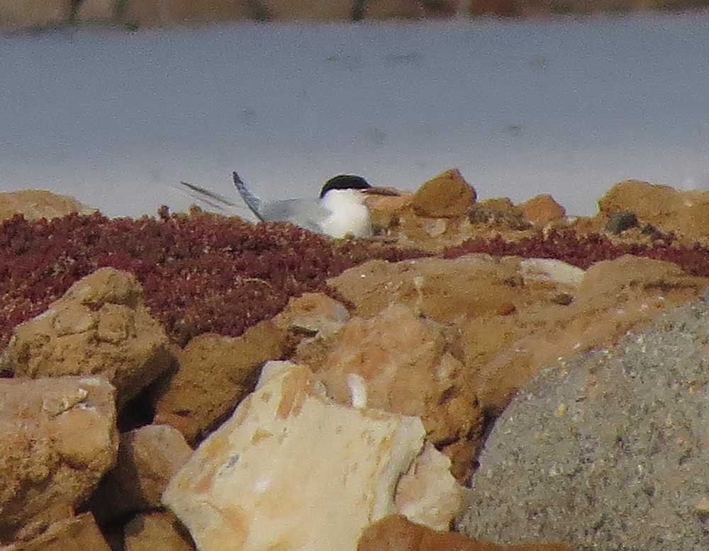 Charrán rosado en las salinas de Torrevieja (S. Arroyo)
