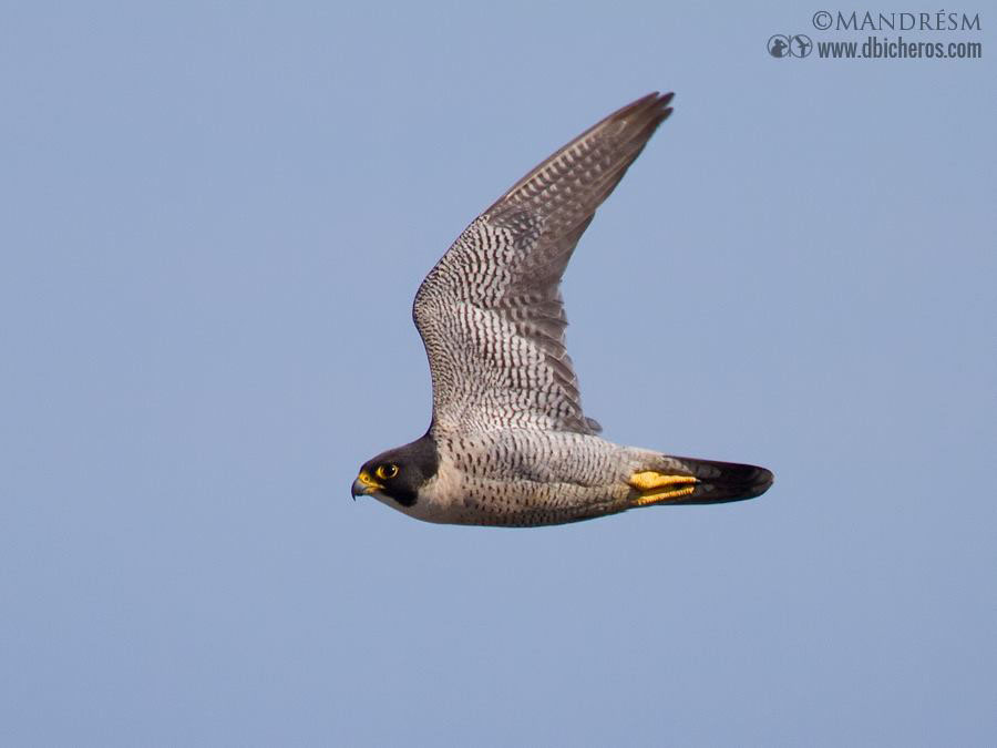Halcón peregrino en la serra Grossa (M.A. Andrés)