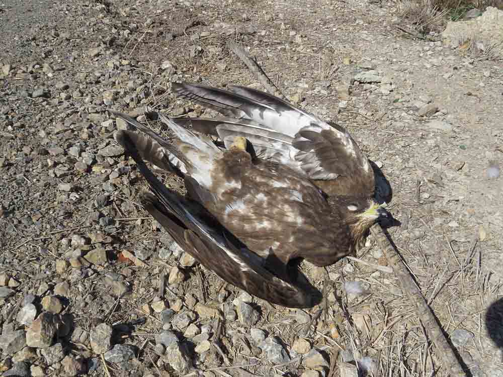 Halcón abejero muerto junto a la carretera de Vistabella (S. Arroyo)