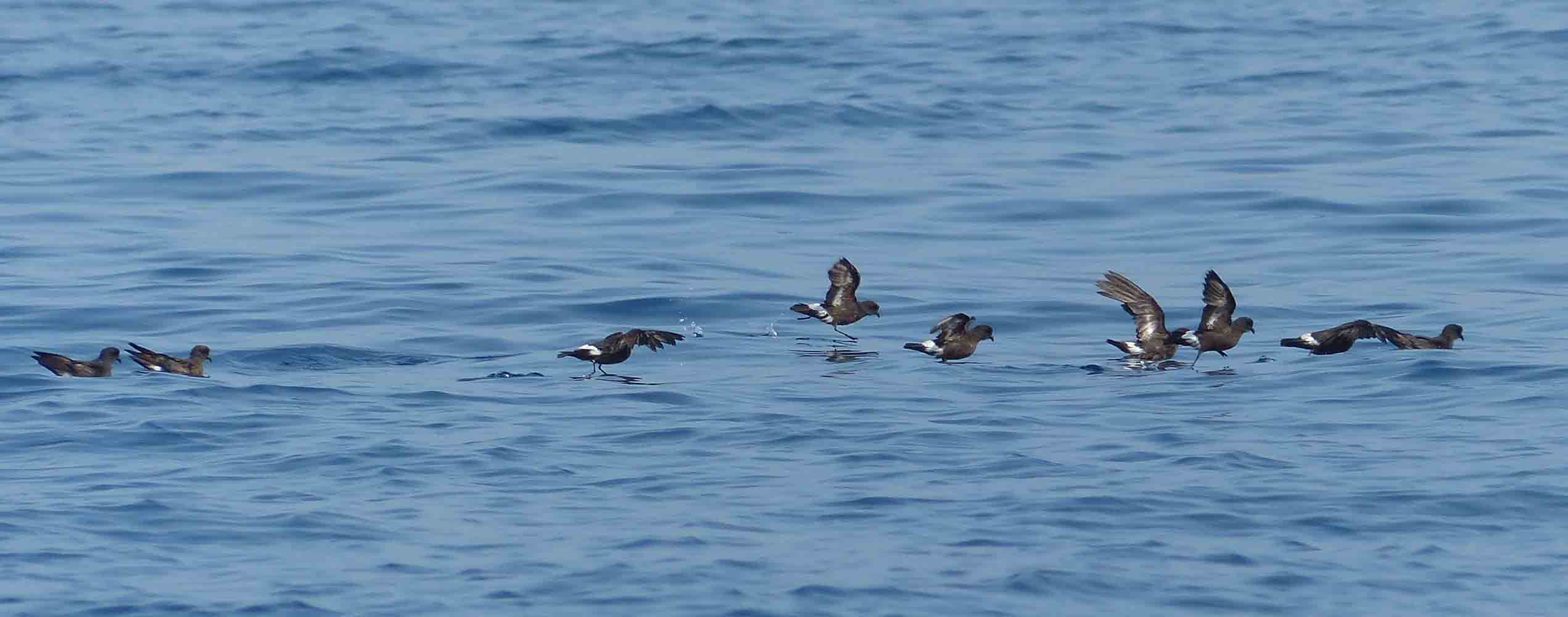 Grupo de paiños en la zona de estudio (A. Sallent- ANSE)