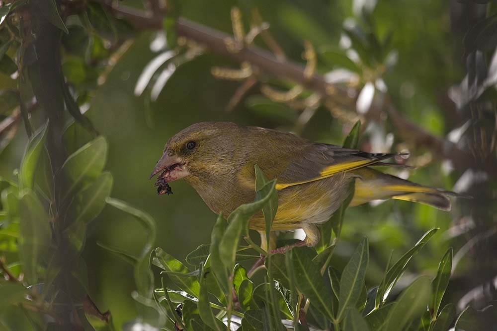Verderón común una de las especies tradicionalmente capturadas por los silvestristas (S. Arroyo)