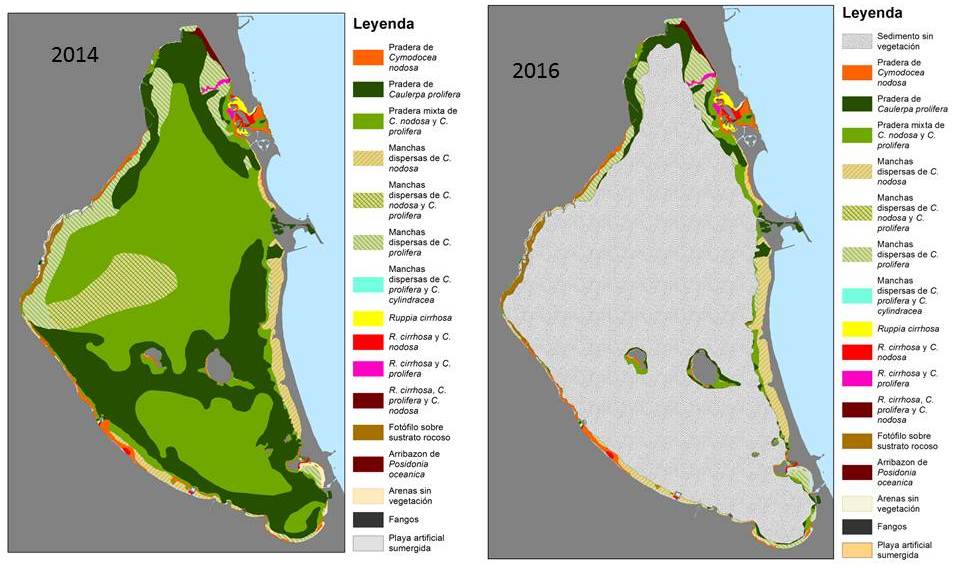 Cartografía con la distribución de las diferentes especies de fanerogamas marinas (ANSE)